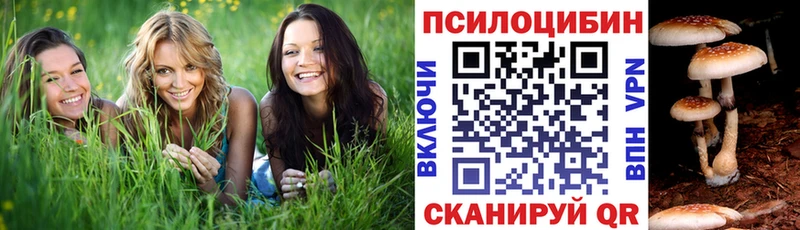 Купить где  Гай  Псилоцибиновые грибы мицелий 